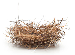 Empty Nest - Paregrine Falcons - Capital Power