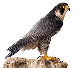 Peregrine Falcon Capital Power